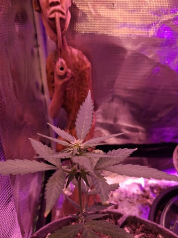 First Lagit Grow — vegetative, day 9