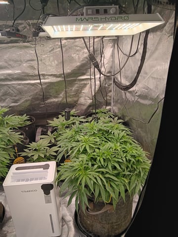 Pineapple express — vegetative, day 1