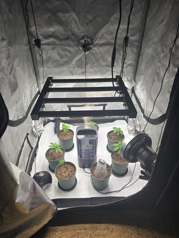 Homegrown - 🍒 🥧 & GSC Auto, 🚀 Seeds 🍌 Buttercups  — vegetative, day 20