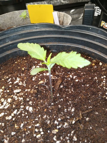 critical purple kush x peyote wifi  in the auto pot system tray 2 grow with added microhazian to the coco coir  — seedling_rooting, day 11