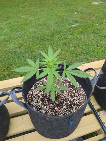 Pineapple Express Auto 