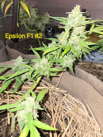 Outdoor Auto's (First Set) — flower, day 49