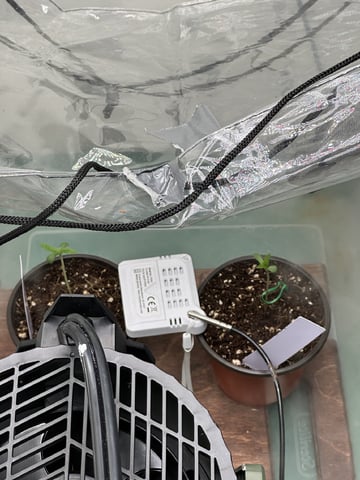 Ztrawberriez (Auto) 2026 - 1 — seedling_rooting, day 9