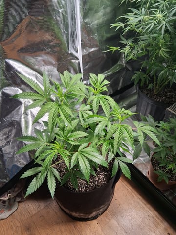 My Girls — flower, day 46