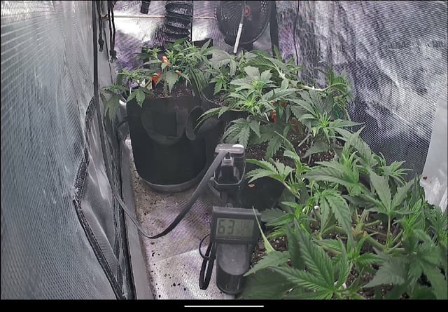 Homemade Seeds  — vegetative, day 39