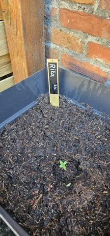 Purple Haze Autoflower — grow_setup, day 16