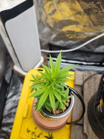 First Organic Hydro Grow. — vegetative, day 33