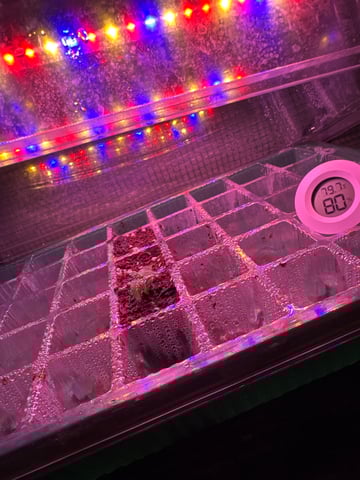 first indoor — germination, day 1