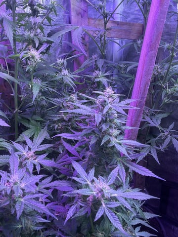 Ak-47 (Fast Verison) and pine Auto  — flower, day 78