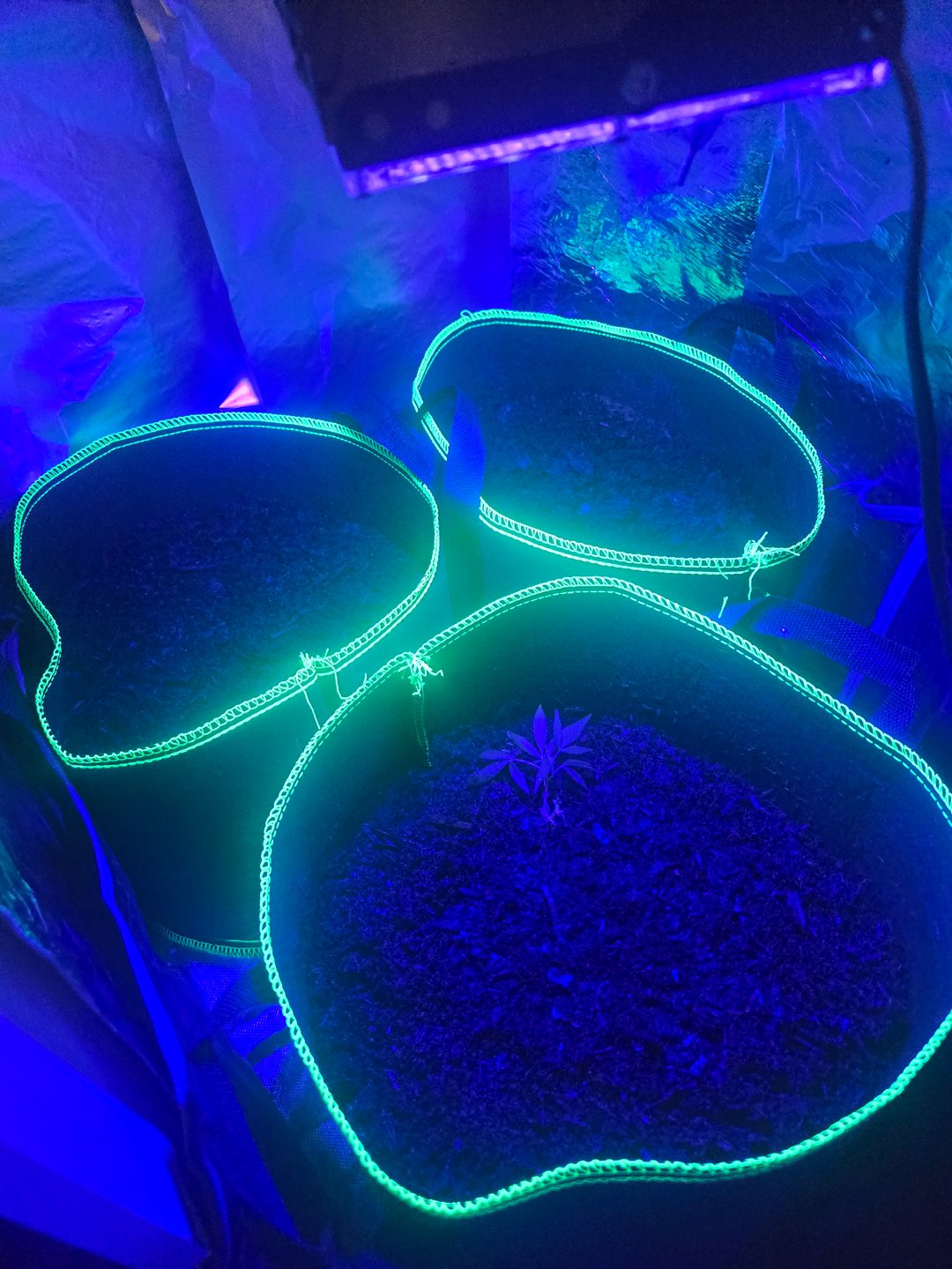 dawg blackskull seeds