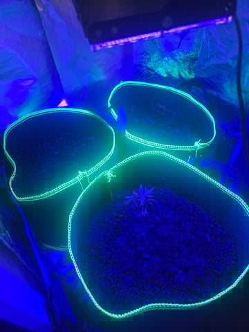 dawg blackskull seeds — germination, day 1