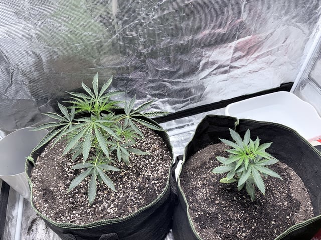 New LADIEZZ — vegetative, day 35