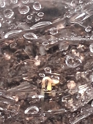 First Indoor Grow  — seedling_rooting, day 4