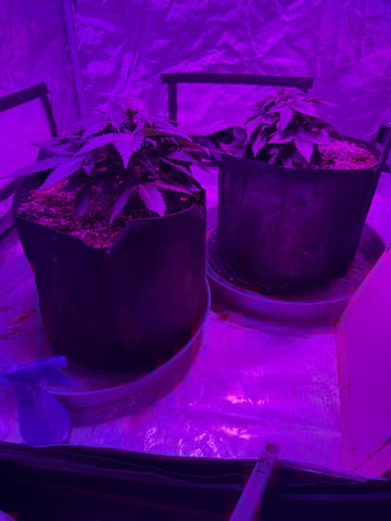 First Auto — vegetative, day 29