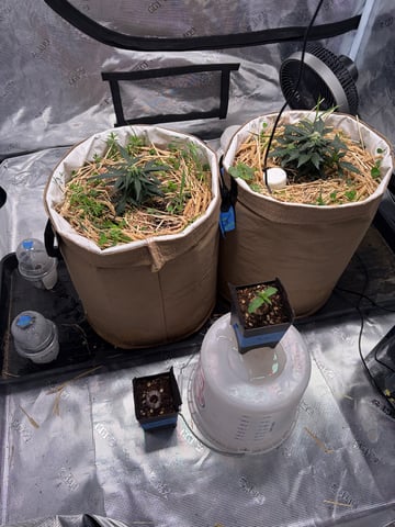 1.75 — germination, day 3