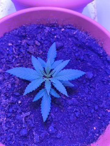 unknown strain 1st grow — seedling_rooting, day 3