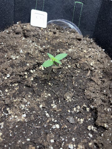 first — seedling_rooting, day 2