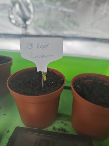 random seed First grow