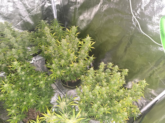 2nd Autoflower Indoor Grow — flower, day 69