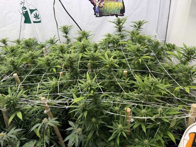 Indoor Grow  — flower, day 171