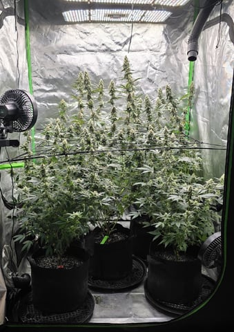 SGC And GWS Clones — flower, day 42