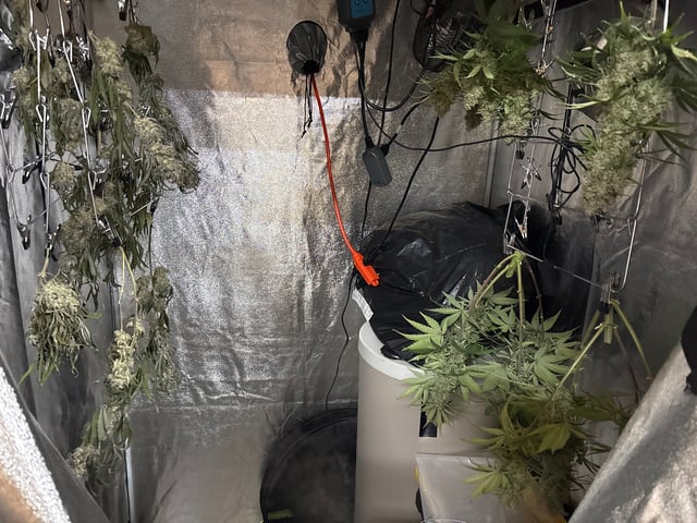 Grow Shed Grow #1 — harvest, day 83
