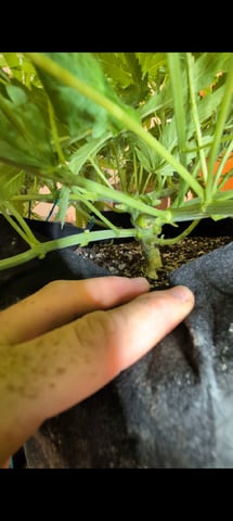 Cinderella 99 — flower, day 52
