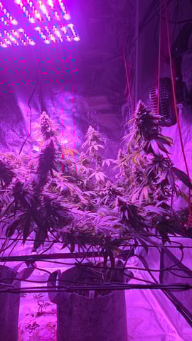 strawberry ghost and death breath — flower, day 25