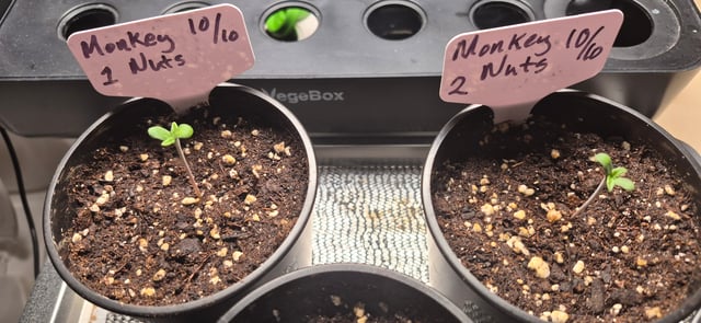 Monkey Nuts & Deacon Blues 10/10/26 — grow_setup, day 4