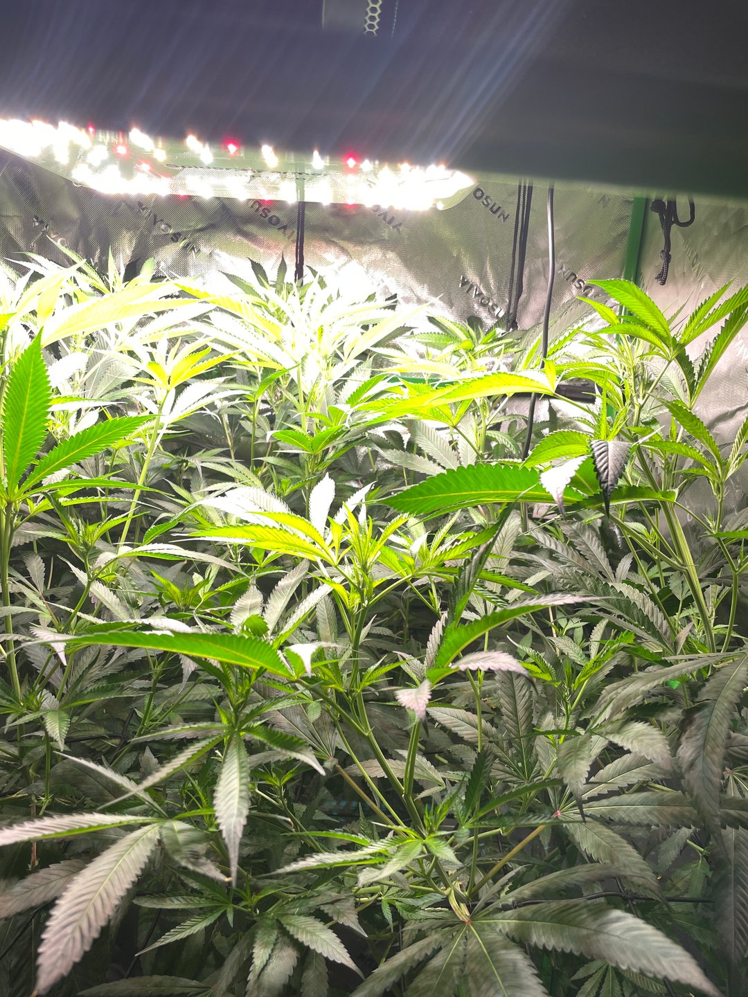 tent grow