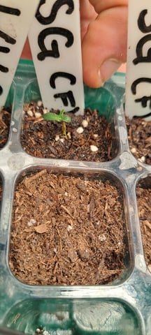 First Grow with the new setup  — seedling_rooting, day 2