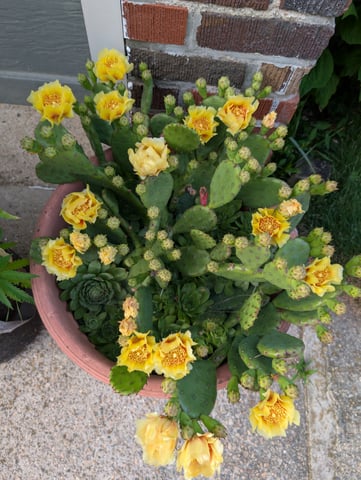 See what grows — vegetative, day 121