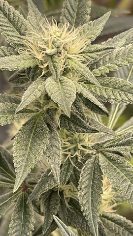 1st Ever Grow (Fat Bastard)(RDWC)  — flower, day 131