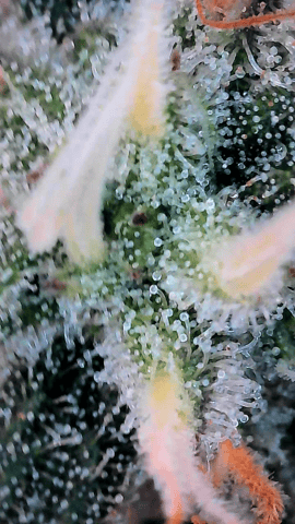 Northern lights #10 (Alaska) — flower, day 76