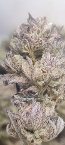 Grape Gasoline — harvest, day 61
