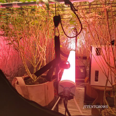 4x4 — flower, day 1