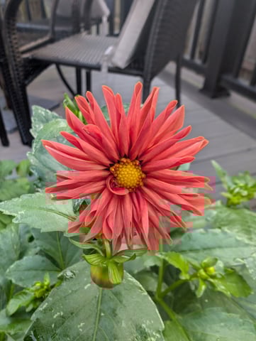 dahlia breeding — flower, day 1