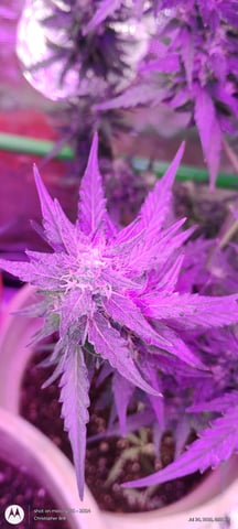 smoke 2 — flower, day 5