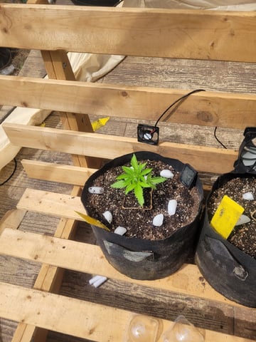 Clones And Hermie Seeds — vegetative, day 28