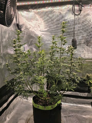 Gorilla Cookies auto  — flower, day 47