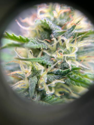 Wedding Cake Zkittlez — flower, day 22