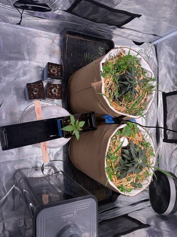 Round 1.5 — vegetative, day 17