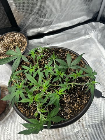 strawberry gorilla  — vegetative, day 15