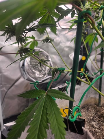 Looking for advice! — flower, day 74