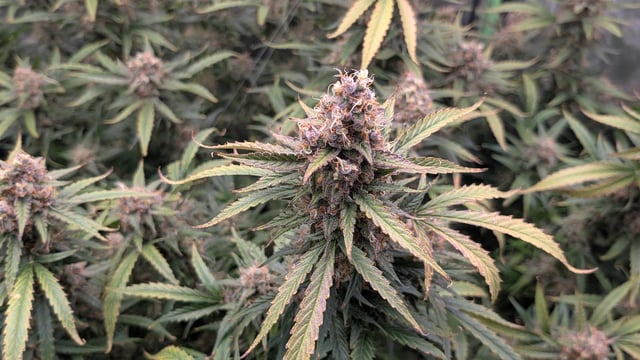 Strawberry Cheesecake Seedsman Seeds Autoflowers x2 — flower, day 99