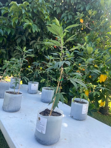 808 — grow_setup, day 35