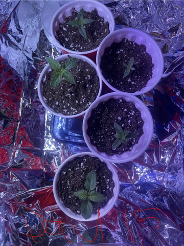 Banana Blaze  — vegetative, day 17