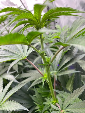 E Grow  — flower, day 5