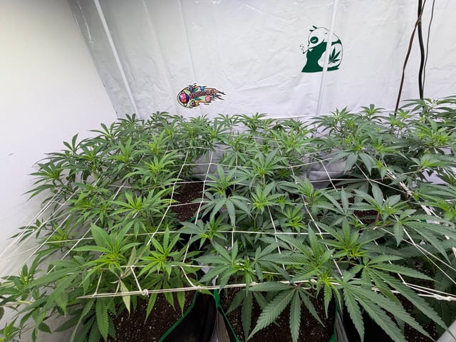 indoor tent  — flower, day 20