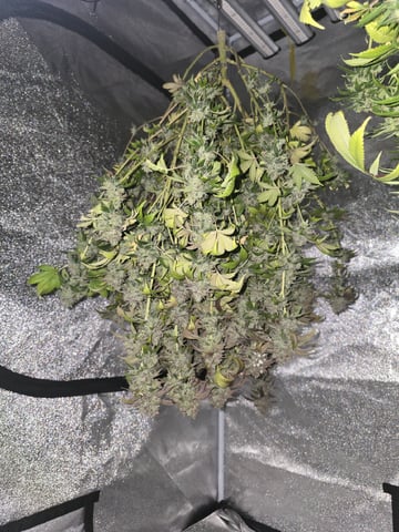 Mandarin Skywalker Crasher — harvest, day 119